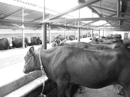 產業(yè)發(fā)展看平涼——“平涼紅?！眽乳_花墻外紅