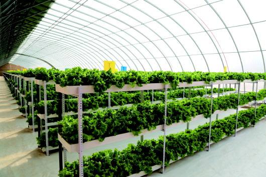 從戈壁走向世界餐桌——酒泉打響戈壁生態(tài)農業(yè)品牌