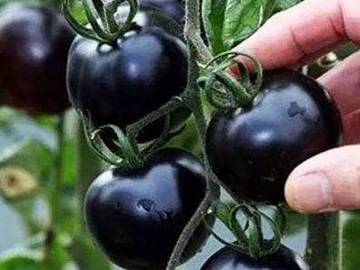 快看！蘭州新區(qū)高優(yōu)新特圣女果“黑羅漢”成熟待摘