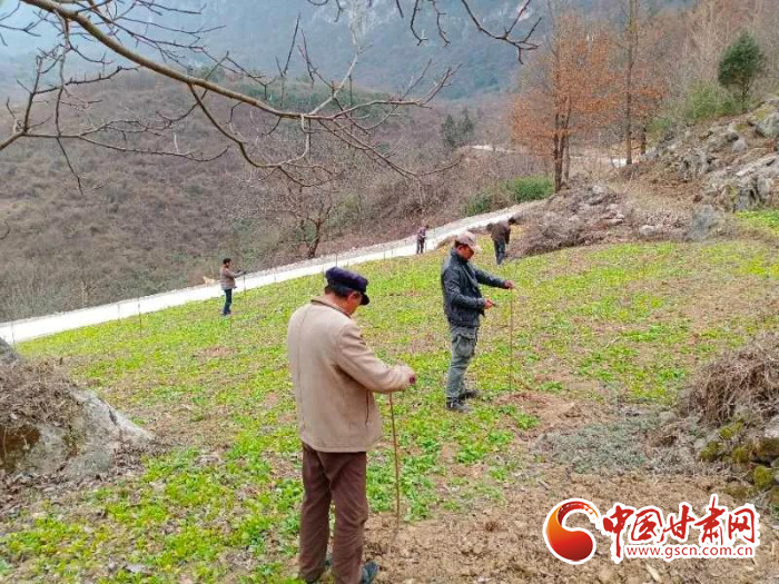 【甘肅全民戰(zhàn)“疫”】戰(zhàn)“疫”中，隴南稻坪的春天