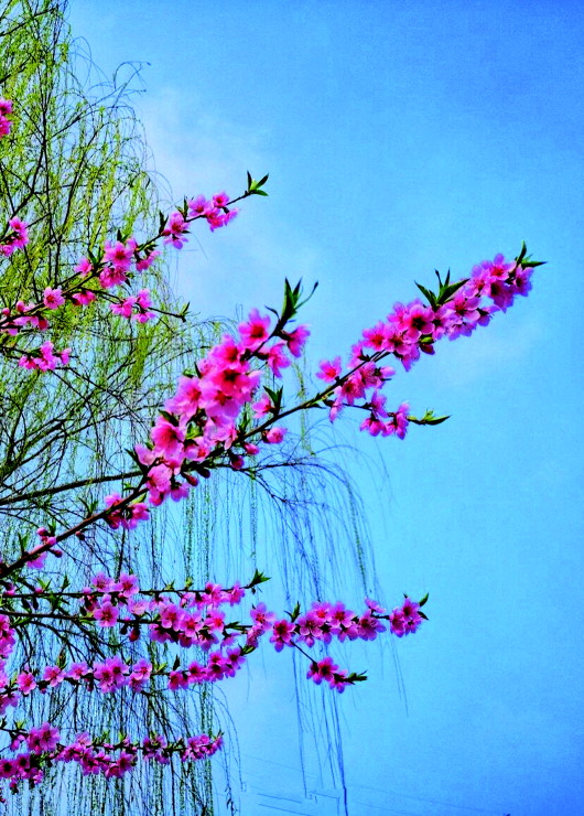 銅城桃花嫵媚綻放！君莫宅家辜負(fù)春光美景