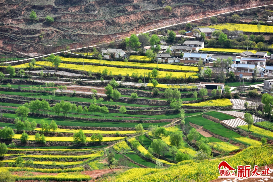 武山：萬畝油菜花開 詩(shī)意染盡山野