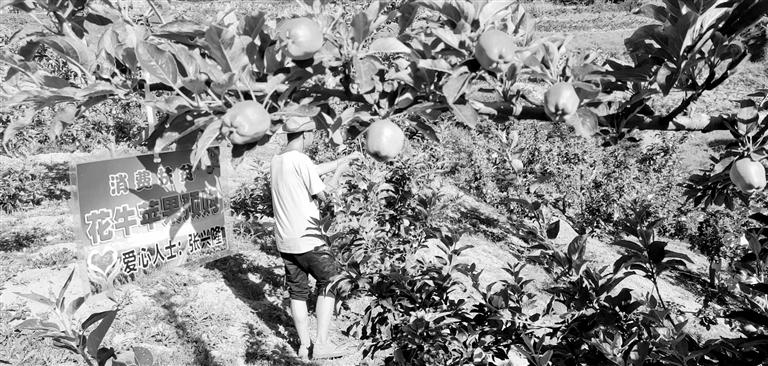 “于堡村果園”開(kāi)張記——認(rèn)購(gòu)“一棵樹(shù)”，結(jié)出“致富果”