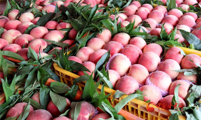 天水秦安: 縣長(zhǎng)直播帶貨 促蜜桃銷(xiāo)售線上線下齊頭并進(jìn)