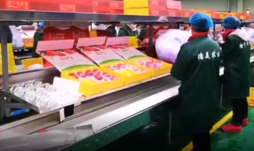 【獨家視頻】快訊丨甘肅省委副書記、代省長任振鶴在靜寧縣調(diào)研蘋果產(chǎn)業(yè)發(fā)展