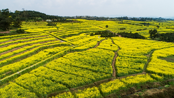 千余畝油菜花盛開。廖濤 攝
