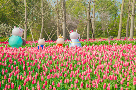長壽湖郁金香次第開放。羅云希 攝