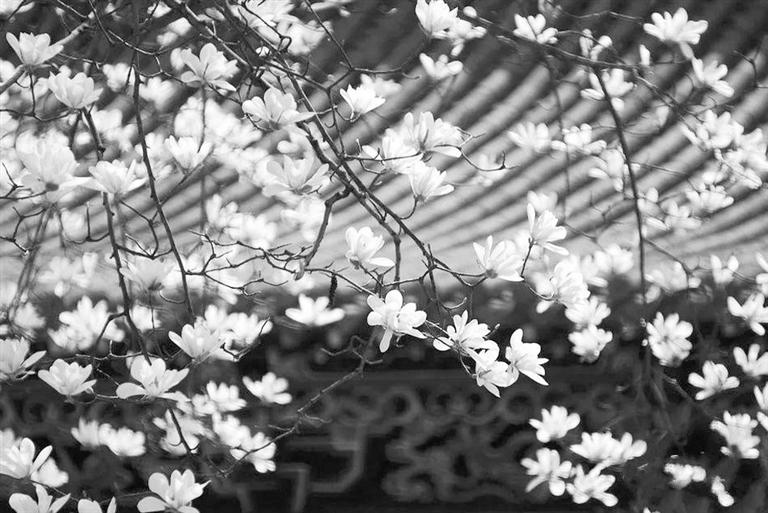 天水雙玉蘭堂，吟杜甫詩 煎泉水茶 賞白石書法