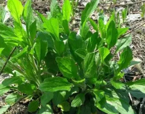 注意！路邊的野菜可不能亂采