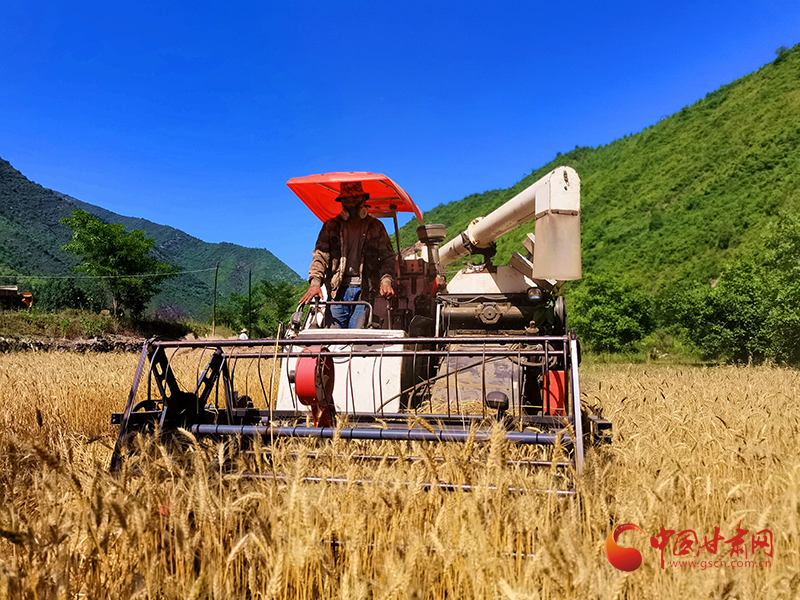 康縣：小麥開(kāi)鐮收割
