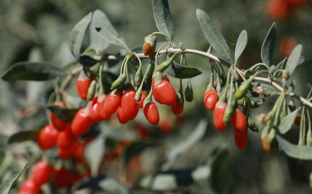 酒泉瓜州：十五萬畝枸杞進入采摘期