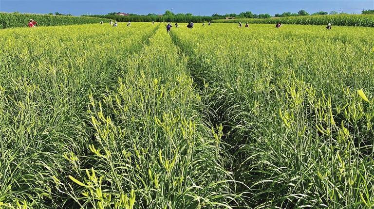 慶陽(yáng)鎮(zhèn)原：9萬畝黃花菜 鋪就金色致富路