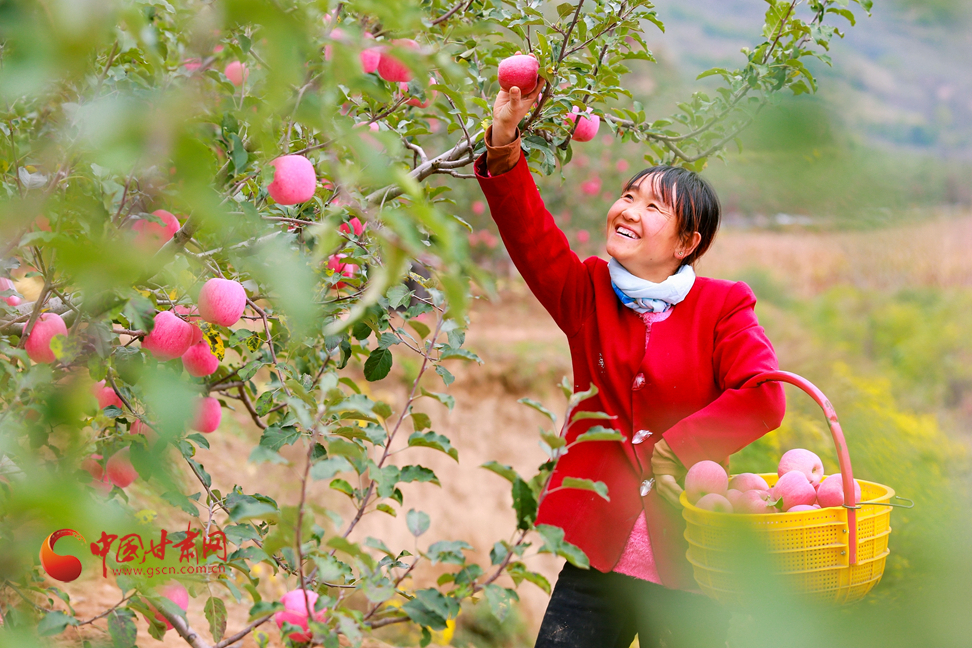 【走進鄉(xiāng)村看小康】甘肅靜寧：“小蘋果”撐起縣域經(jīng)濟“脊梁”