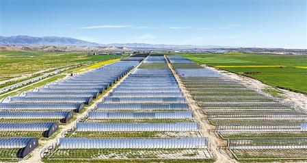 武威天?？h松山鎮(zhèn)德吉新村秀珍菇科技產(chǎn)業(yè)園初具規(guī)模