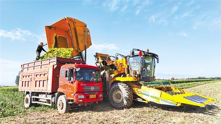隴原處處慶豐收——甘肅省各地喜迎第四個(gè)“中國農(nóng)民豐收節(jié)”