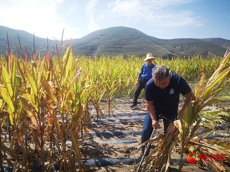 【慶豐收 感黨恩】定西安定：劉鴻奎的豐收節(jié)！