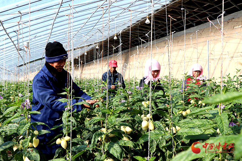 民勤：“鏈長(zhǎng)制”助推產(chǎn)業(yè)鏈高質(zhì)量發(fā)展