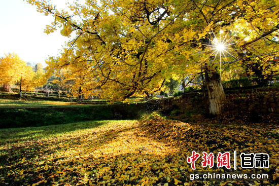 隴南徽縣銀杏樹(shù)最美的時(shí)候，當(dāng)屬每年的10月至11月。圖為樹(shù)葉已染黃的銀杏樹(shù)。張承榮 攝