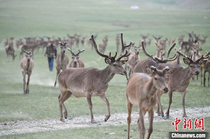 圖為肅南縣馬鹿養(yǎng)殖場內(nèi)的鹿群。　楊艷敏 攝