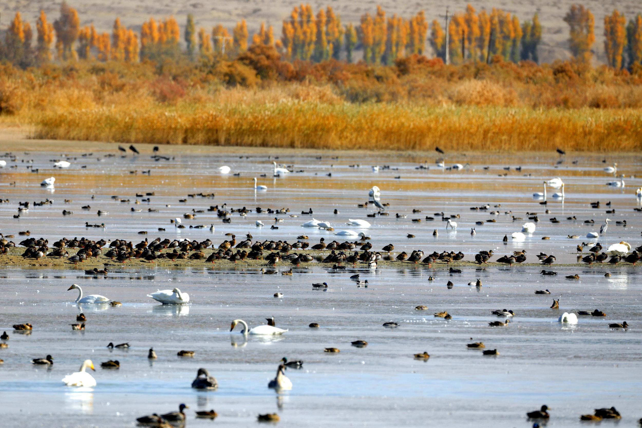 天鵝飛抵高臺(tái)縣黑河濕地嬉戲覓食、棲息越冬。尹昭霞攝