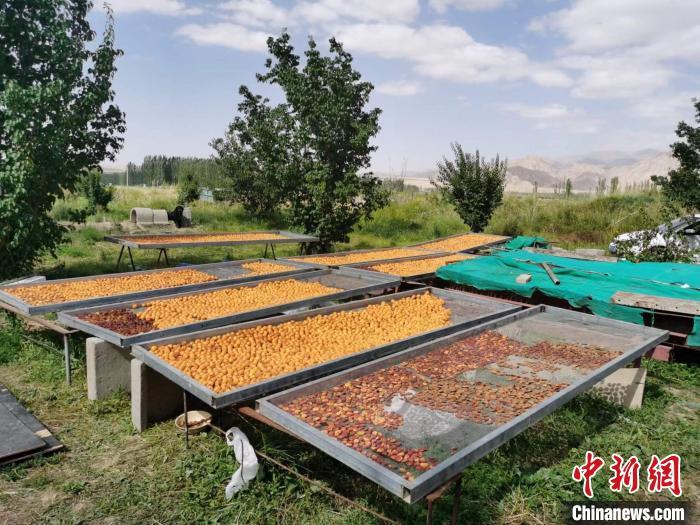 圖為肅北蒙古族自治縣的“李廣杏”。(資料圖) 受訪者供圖