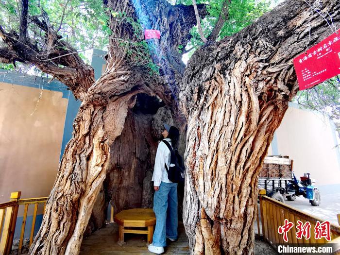 青海海東市阿河灘地質(zhì)文化村：古樹(shù)新枝、丹山碧水