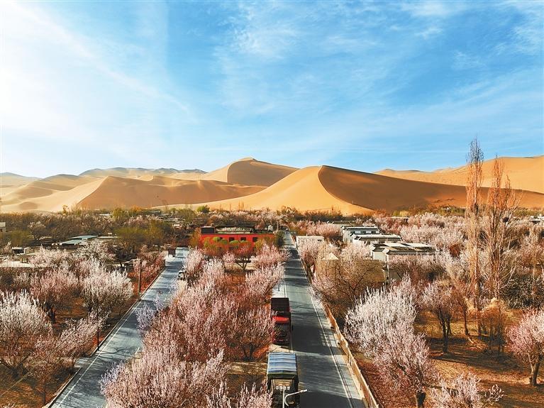 近日，敦煌鳴沙山下的李廣杏杏花陸續(xù)開放，美如畫卷。新甘肅·甘肅日報通訊員　張曉亮