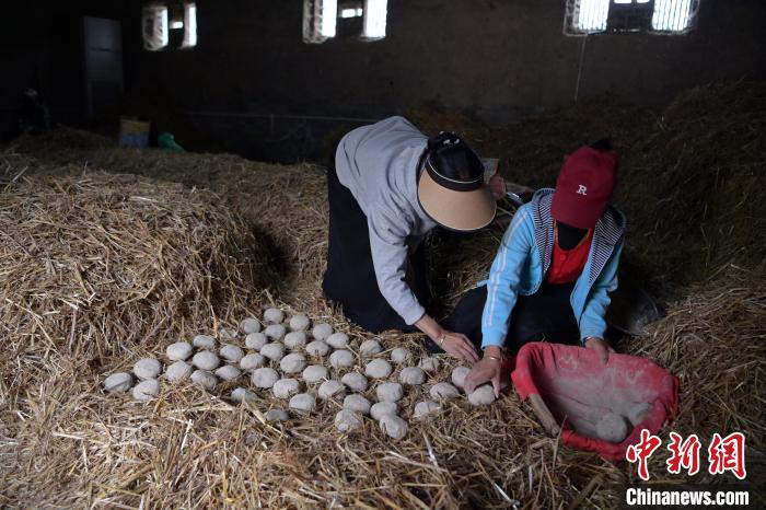 酒曲成型之后入曲房，入室之前要灑水，再鋪青稞草，防止曲塊的水分被吸走，曲房內有通風道、窗戶、暖氣、電熱爐等各種控制曲房溫度的設備。圖為5月10日，工作人員將成型的曲塊搬運到曲房。九美旦增　攝