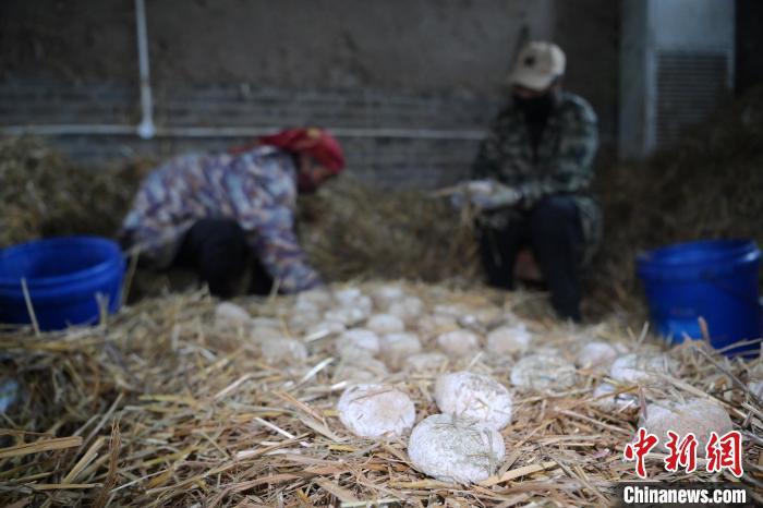 酒曲從曲坯入房培養(yǎng)到培養(yǎng)結束，整個培養(yǎng)周期控制在4至8天，曲坯的要求光滑，軟硬適宜，手按曲坯不松散，結實，薄厚一致。圖為5月10日，工作人員準備將培養(yǎng)好的曲坯拿到外面晾曬。九美旦增　攝