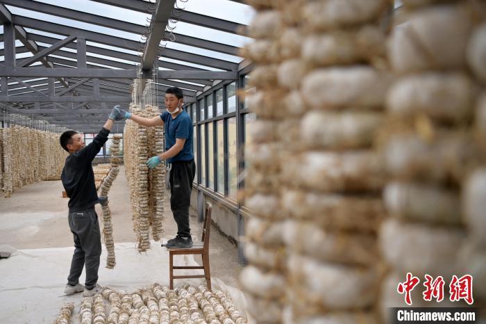 圖為5月10日，工作人員將用青稞面和青稞草等制成的曲坯用繩子串起來晾曬。九美旦增　攝