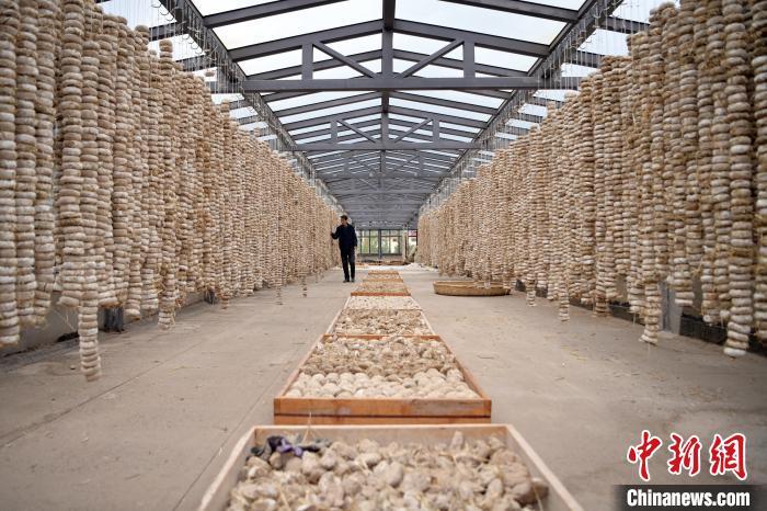 圖為5月10日，工作人員檢查晾曬的曲胚。九美旦增　攝