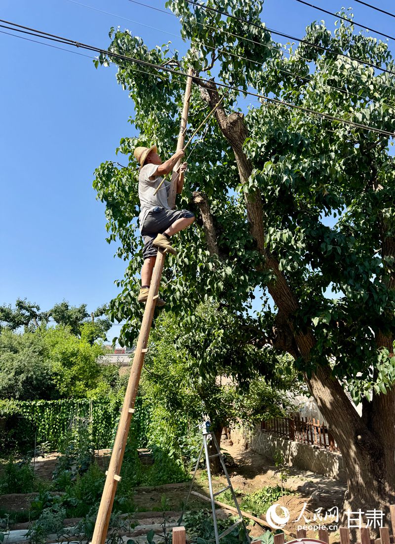 什川古梨園果農(nóng)魏至玉正踩著蜈蚣梯修剪自家的百年梨樹。人民網(wǎng)記者 焦隆攝