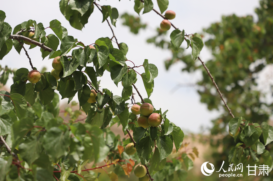蘭溝村百畝杏林的杏子即將成熟。人民網(wǎng)記者 焦隆攝