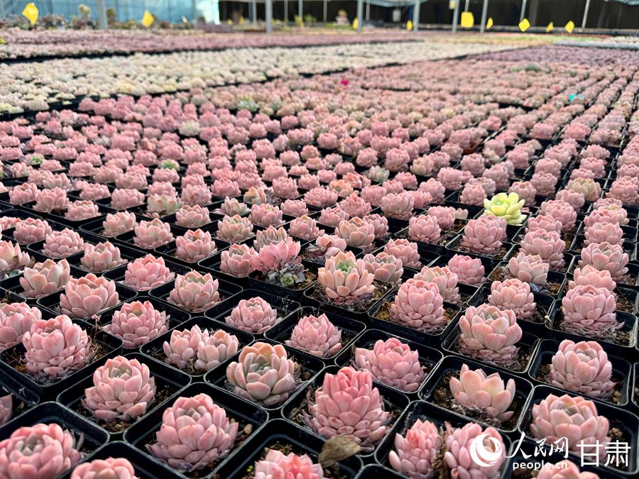 蘭州鑫源現(xiàn)代農(nóng)業(yè)休閑觀光旅游景區(qū)多肉大棚。人民網(wǎng)記者 焦隆攝