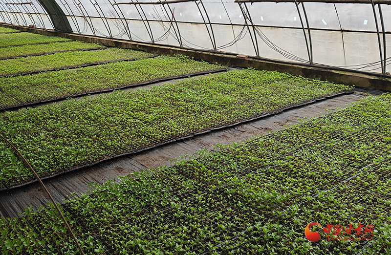 涇川：沃野春耕忙 增收有良方