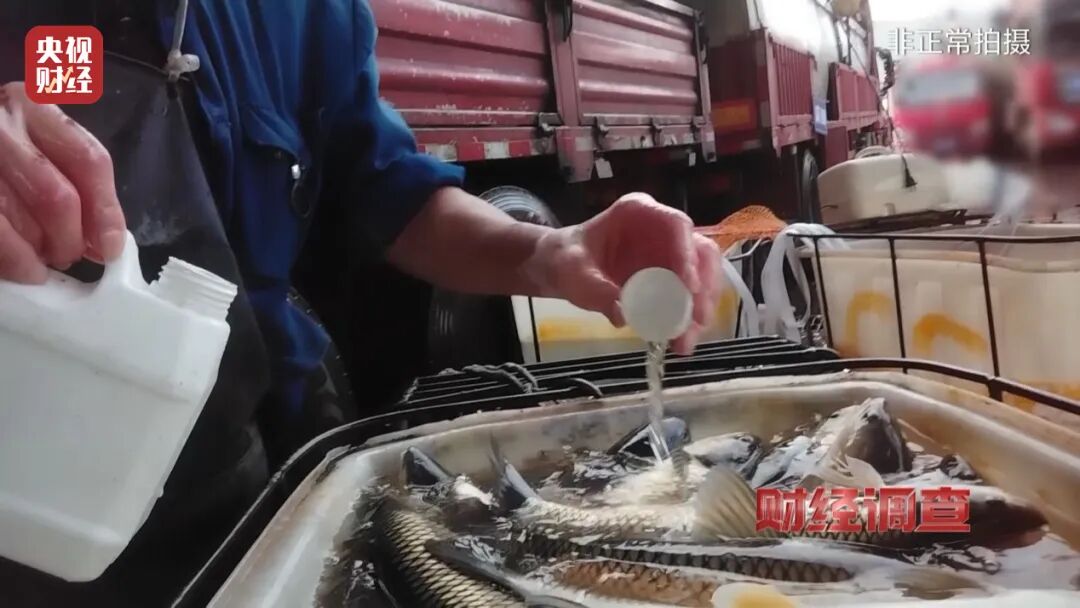 央視曝光！活魚被加麻醉劑、工業(yè)酒精 “休眠”，商販稱方便裝卸、防止掉鱗